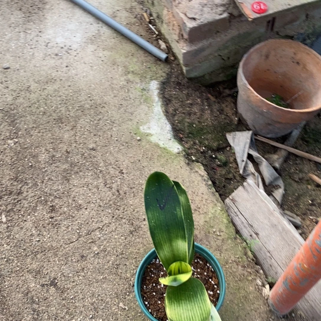 当前无花栽培后可以开花