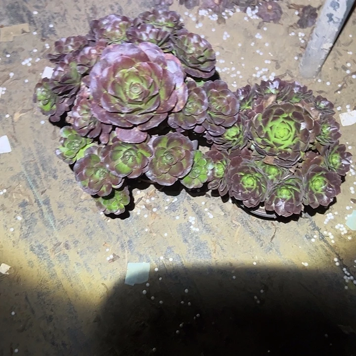 不包侧枝一物一拍129