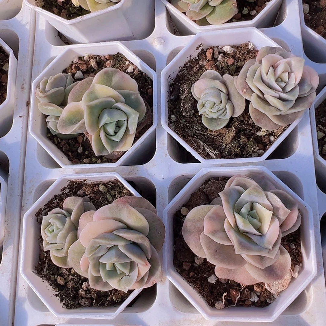 可爱玫瑰锦19包邮多肉