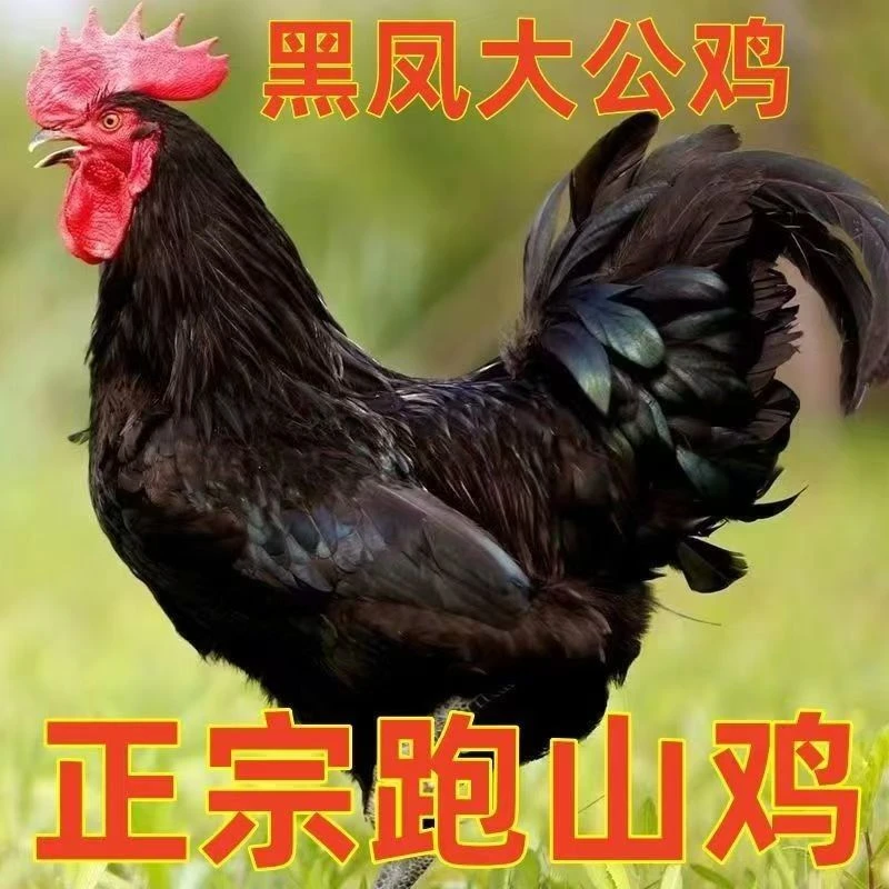 黑爪大公鸡【买一送一】农村散养黑脚大公鸡杀完顺丰 包冰率不含冰