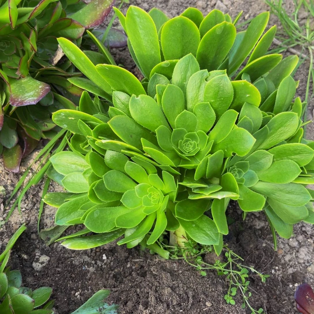 绿羊绒多肉植物捧花的