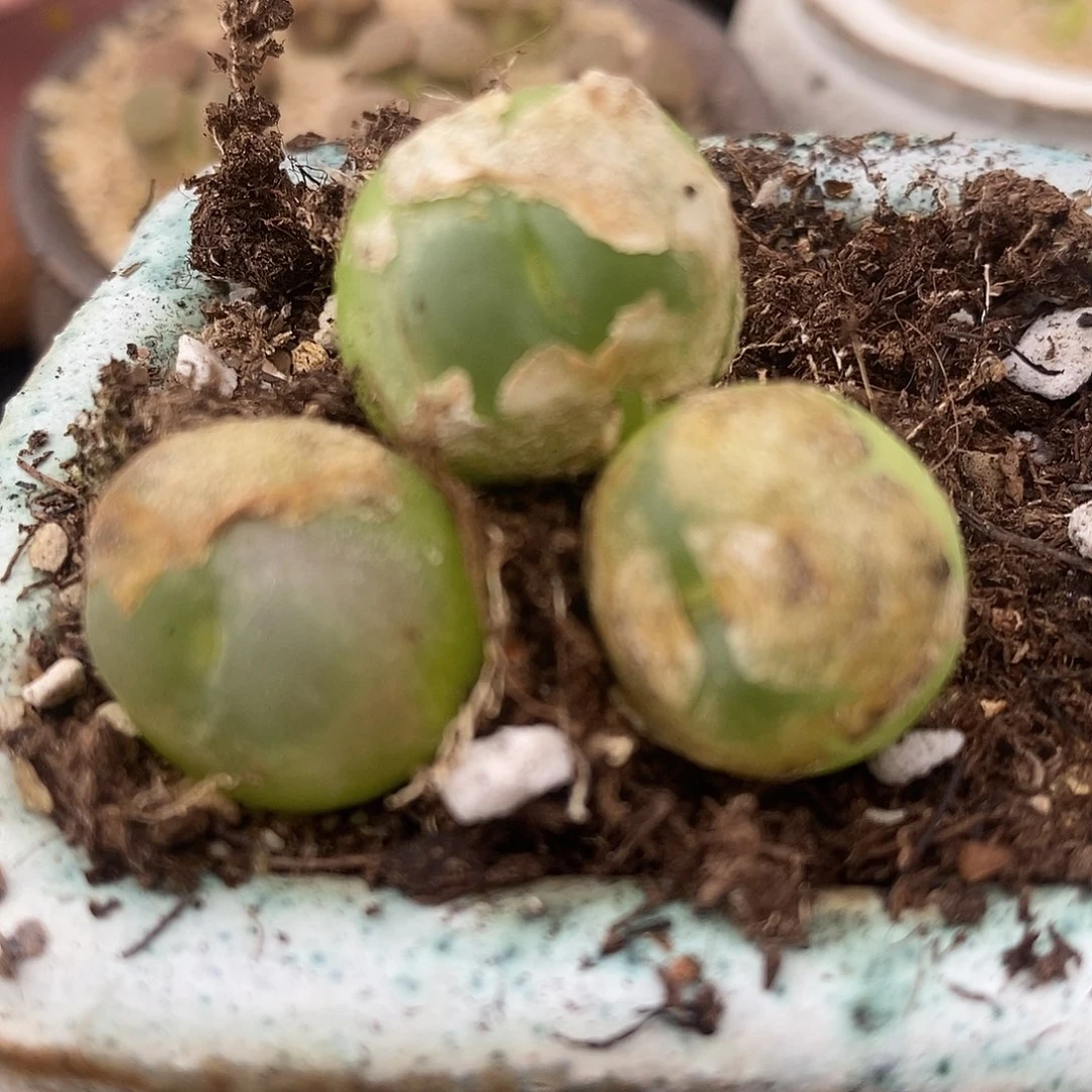 1010大拉登一棵。