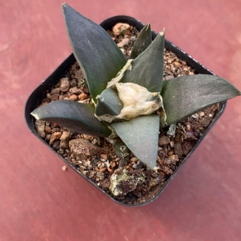 实生岩牡丹5仙人球