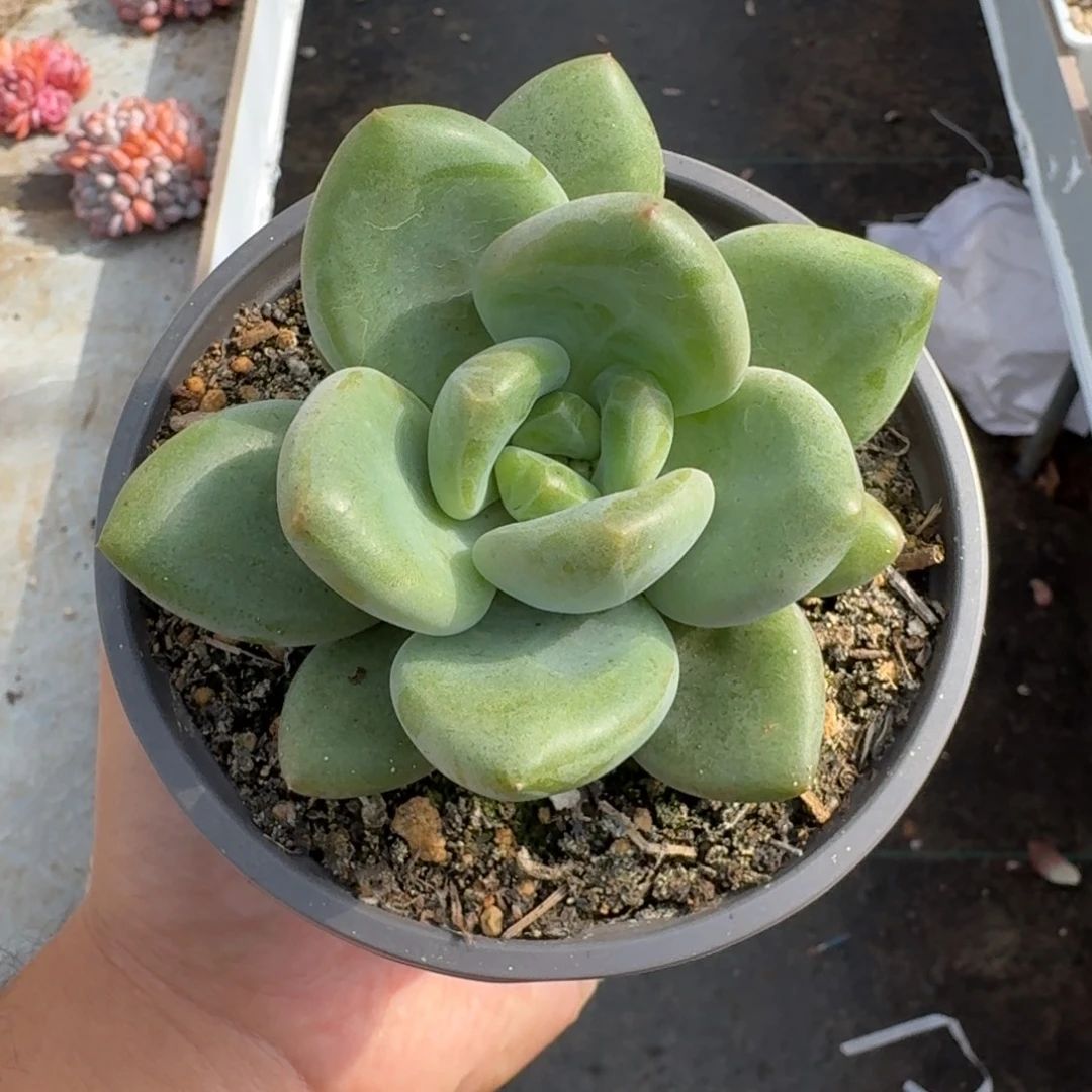 X系列美人新品 一物一拍