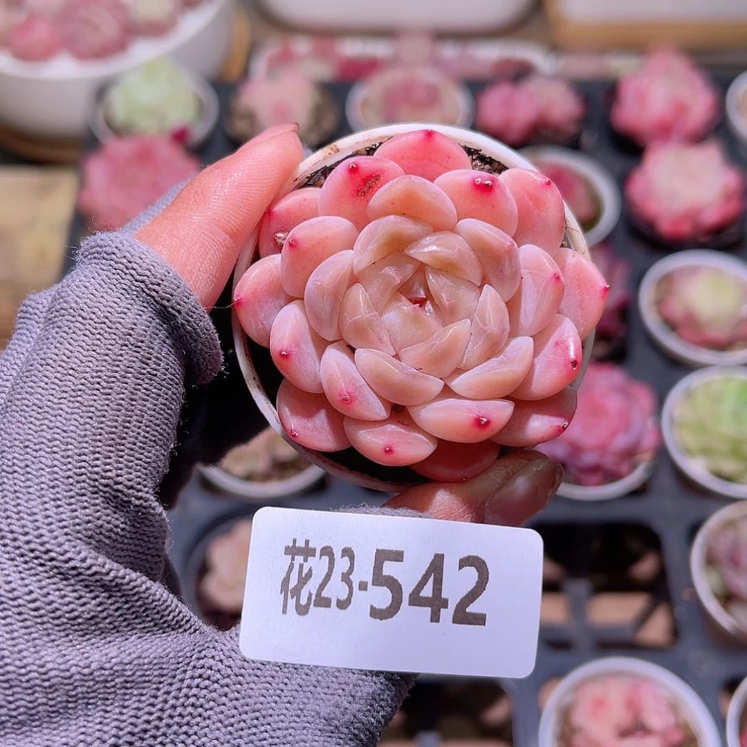 花23-542秘境冰魄