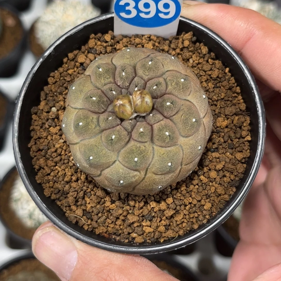 399实生蜥蜴皮带盆带土