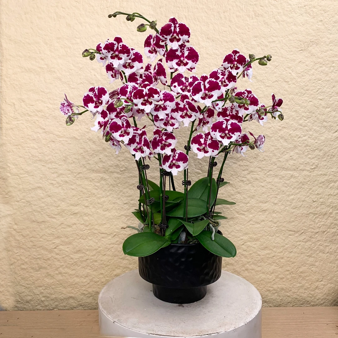【一千零一夜】欧品鲜花蝴蝶兰 稀有小众复古色系 高端桌面花卉盆栽