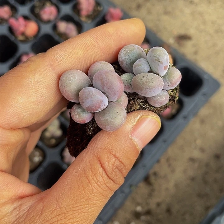 蛋黄奶穴盘5元8颗满18