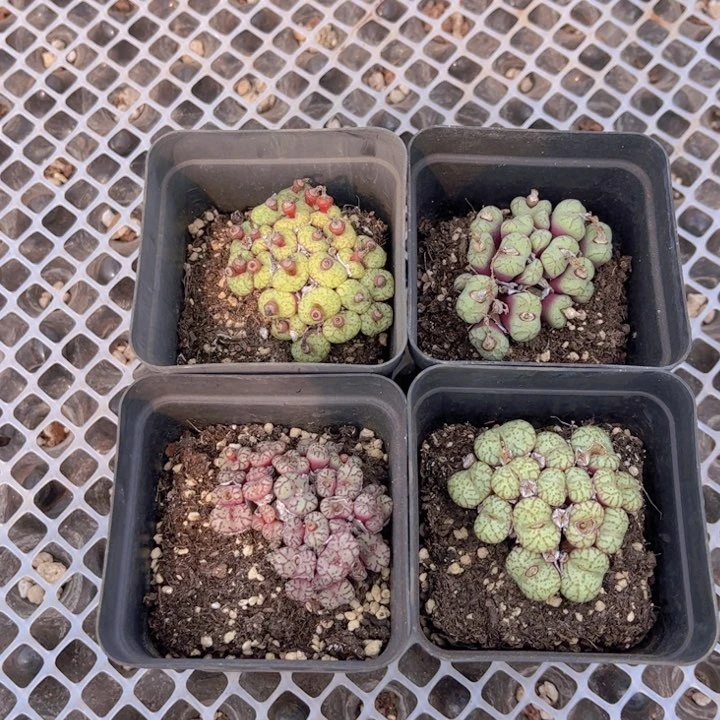 四盆安贞0000000000008