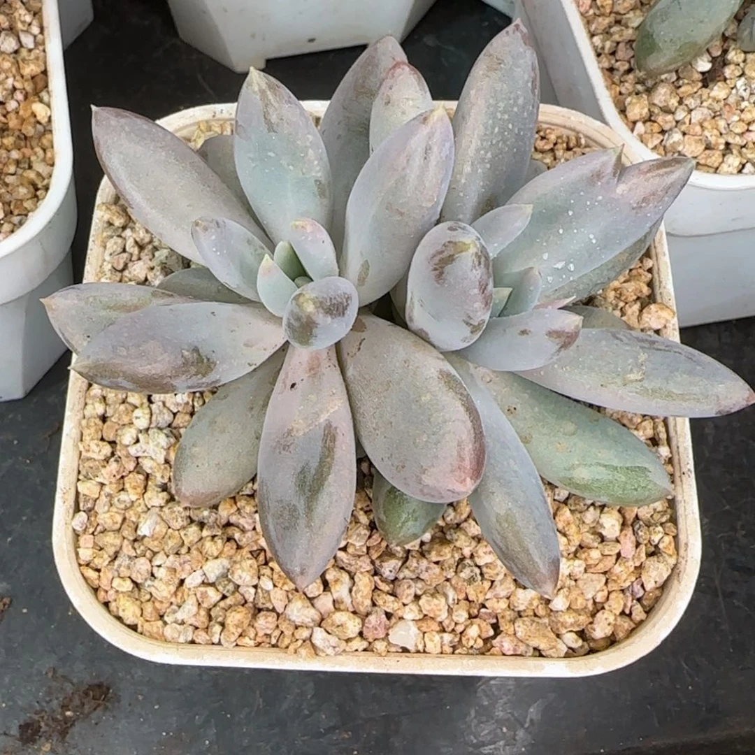 从前慢花园精选多肉哥特萝莉