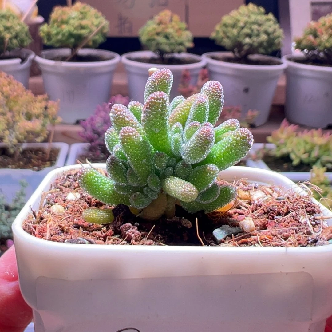 85冰晶一物一拍包开箱