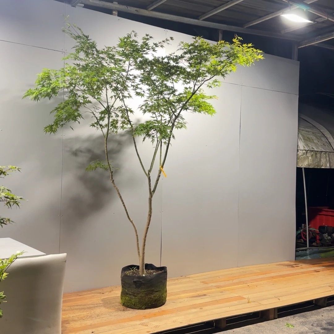 品***园无花朵红直播间一物一拍