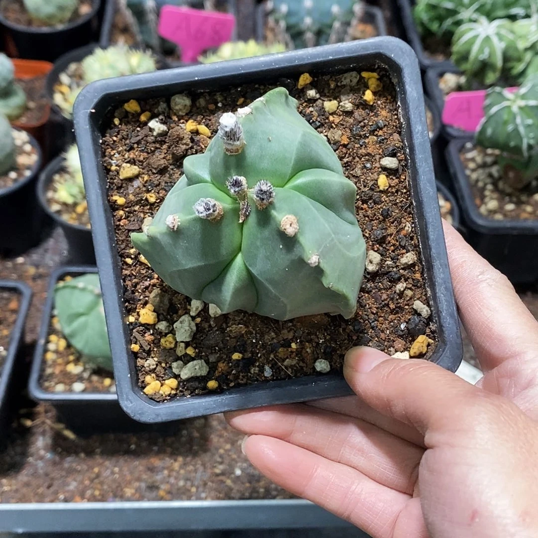 花花草草花花草草