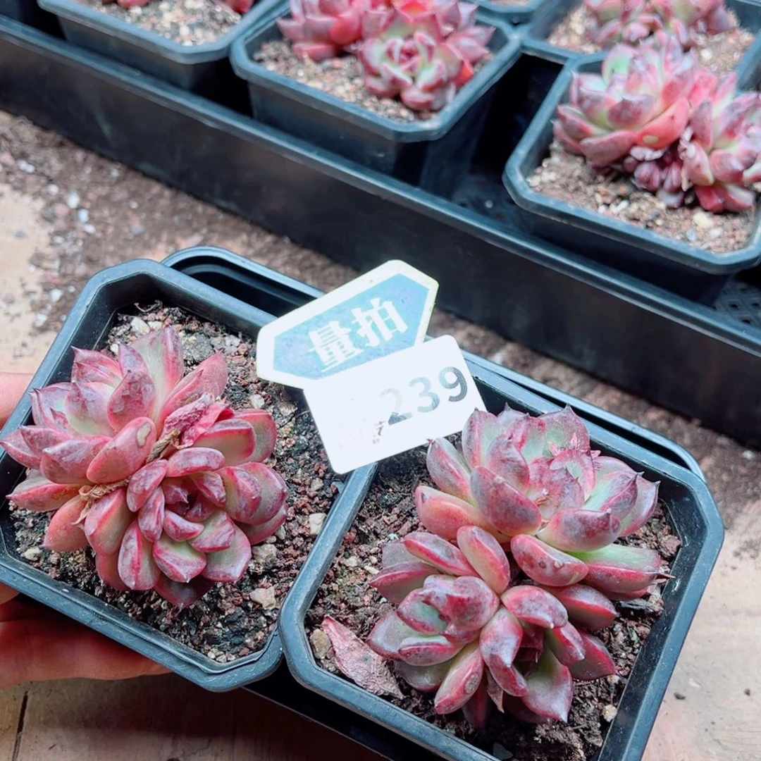 多肉植物多肉植物