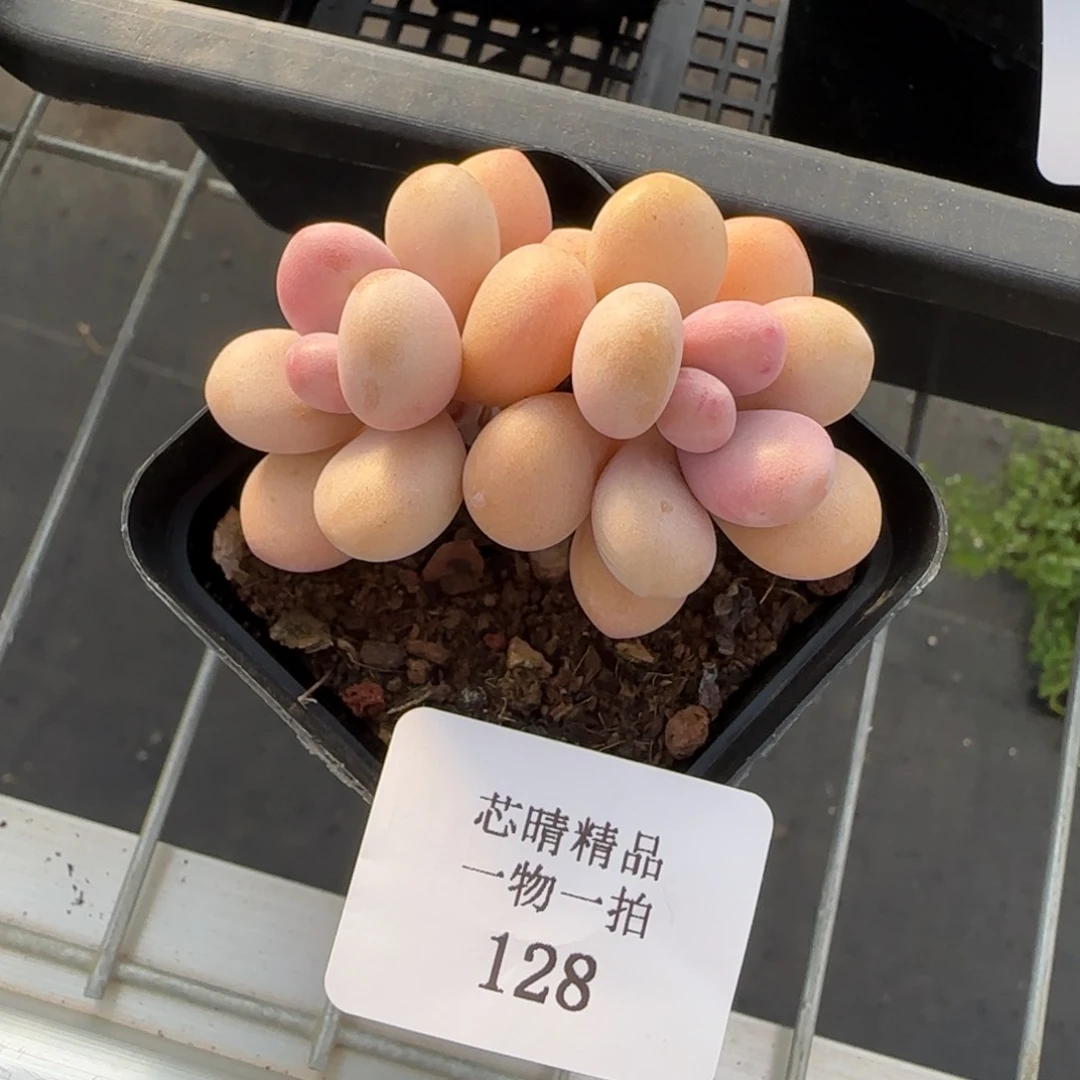 芒***奶闪购精品多肉128号