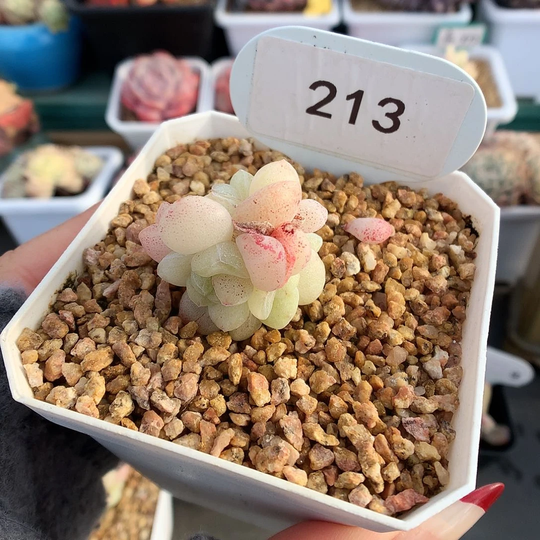 213四头冰玉石化多肉植物