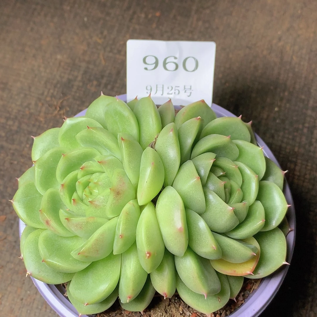 【闪购商品】云960号麦秆