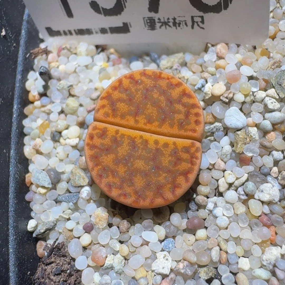 zzzz精品生石花1576