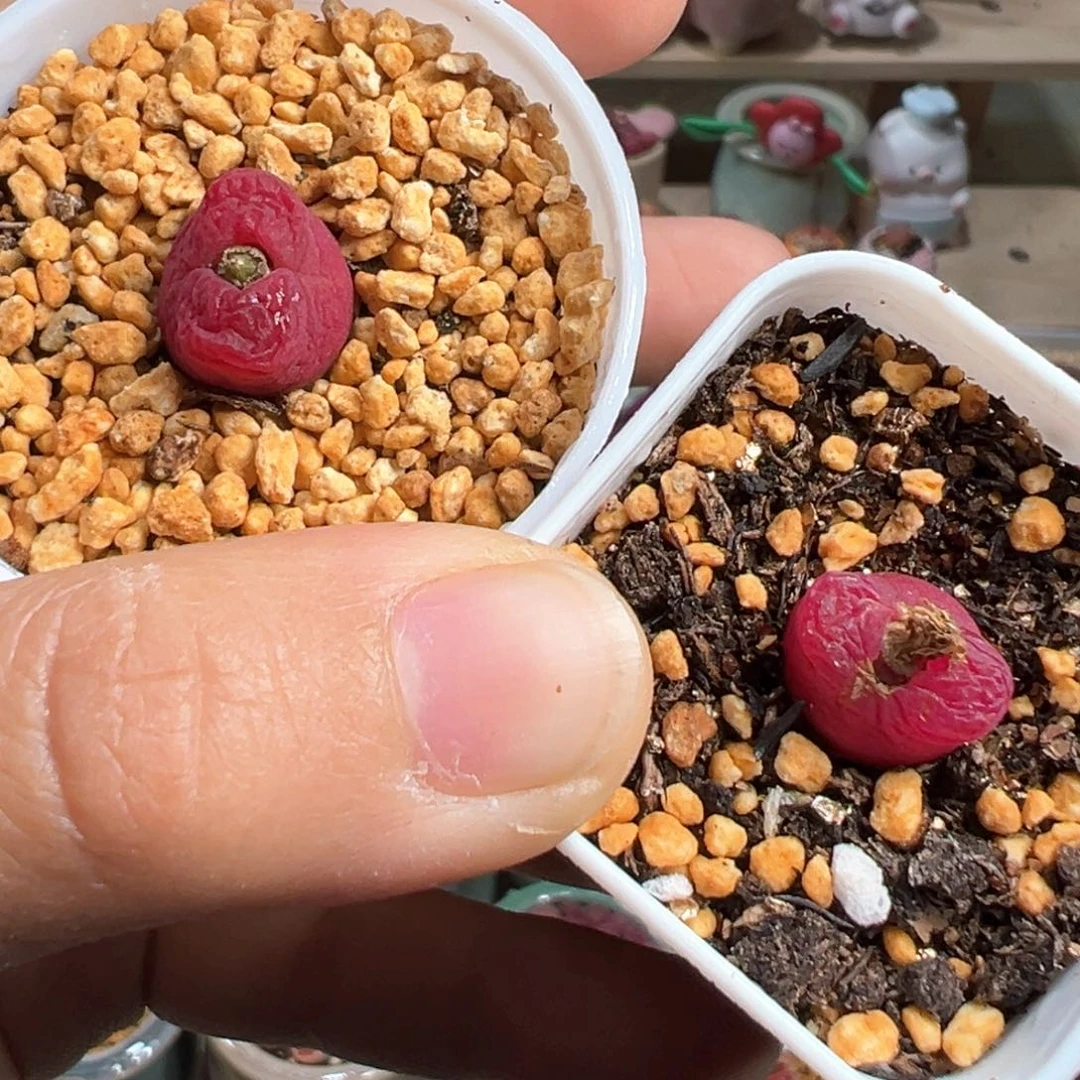 m**k多肉植物212号水蜜桃