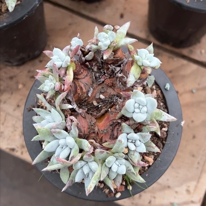 965苹果叶拇指杂交哈哈哈哈哈哈哈