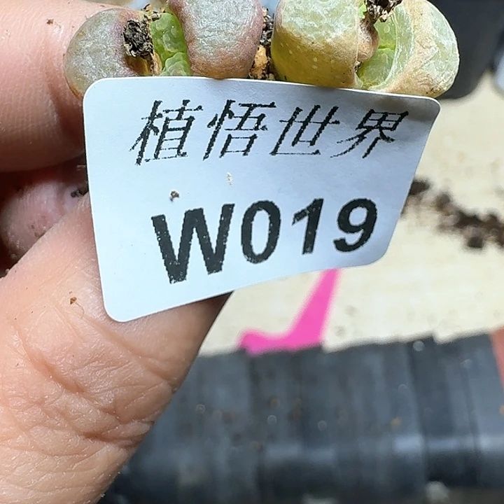 019盒多肉植物哇d f