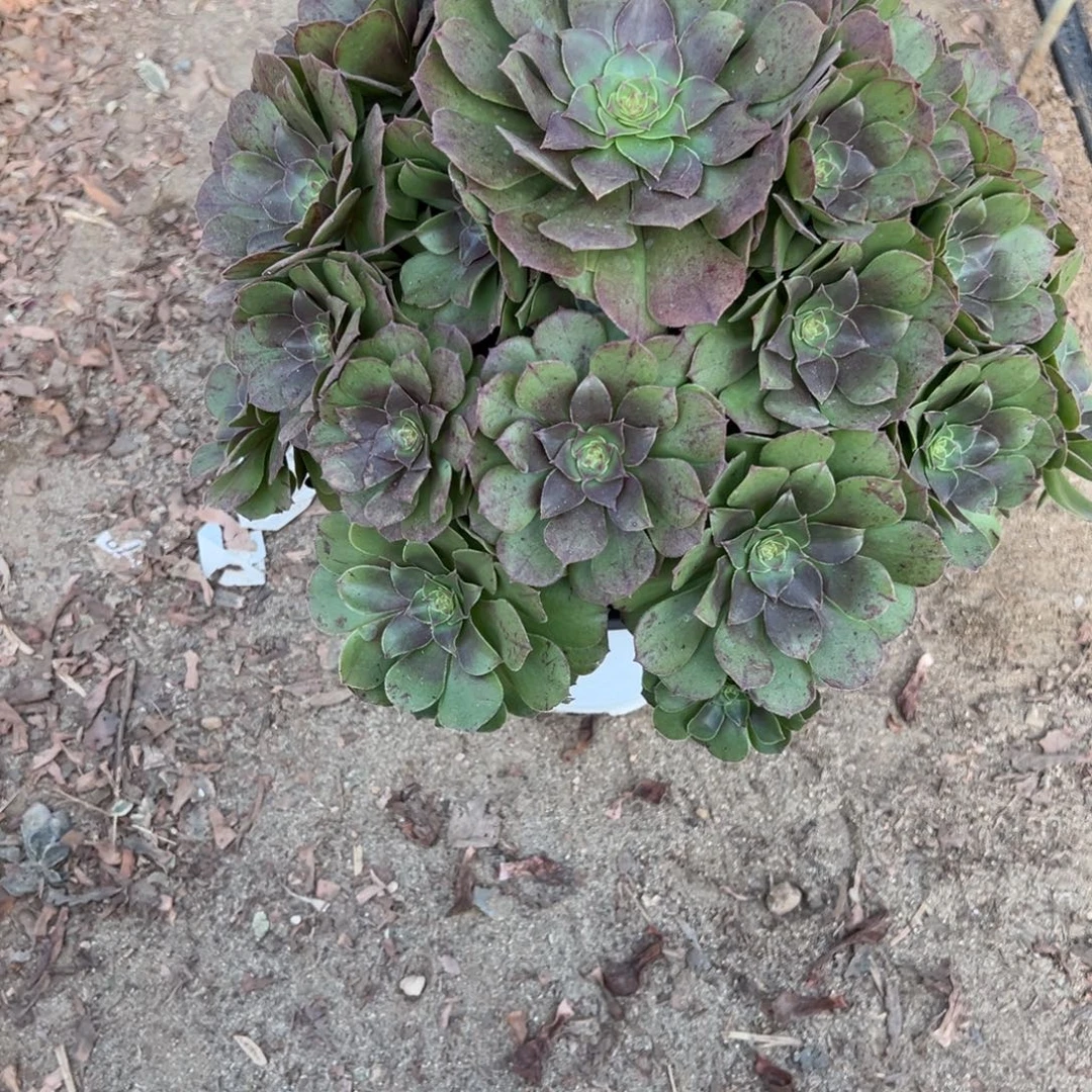 014万拉丝多肉植物法师多肉