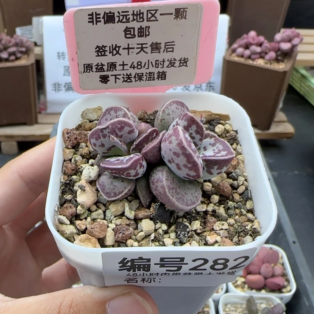 282艾薇蛋多肉植物