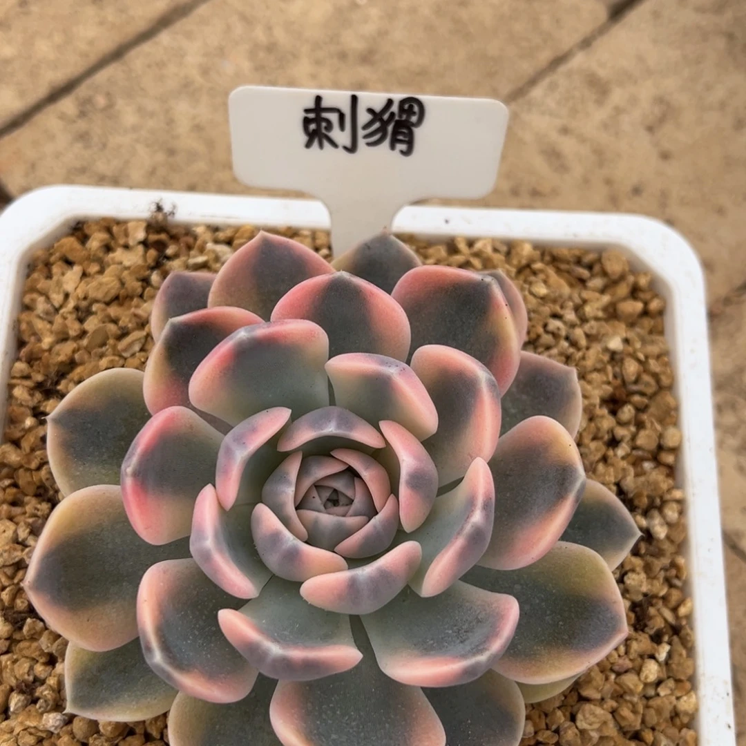 刺****我是花卉专用车司机