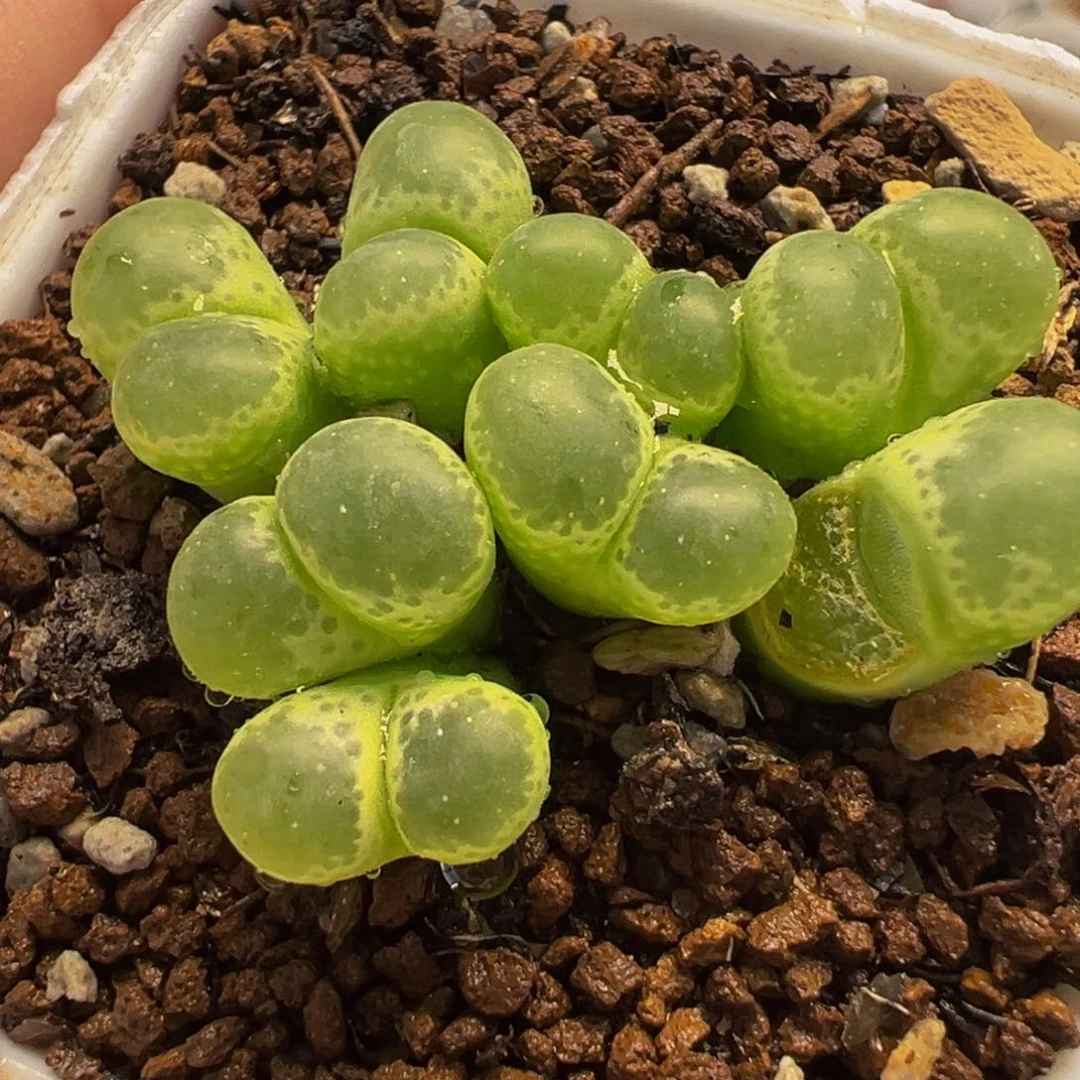 652多肉植物种类多样