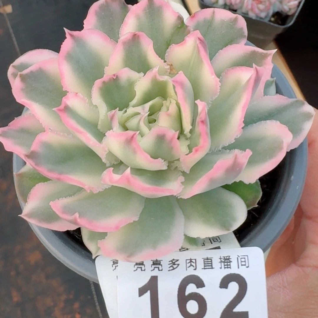 紫蝴蝶锦      愿你一路坦途，乘风破浪展宏图