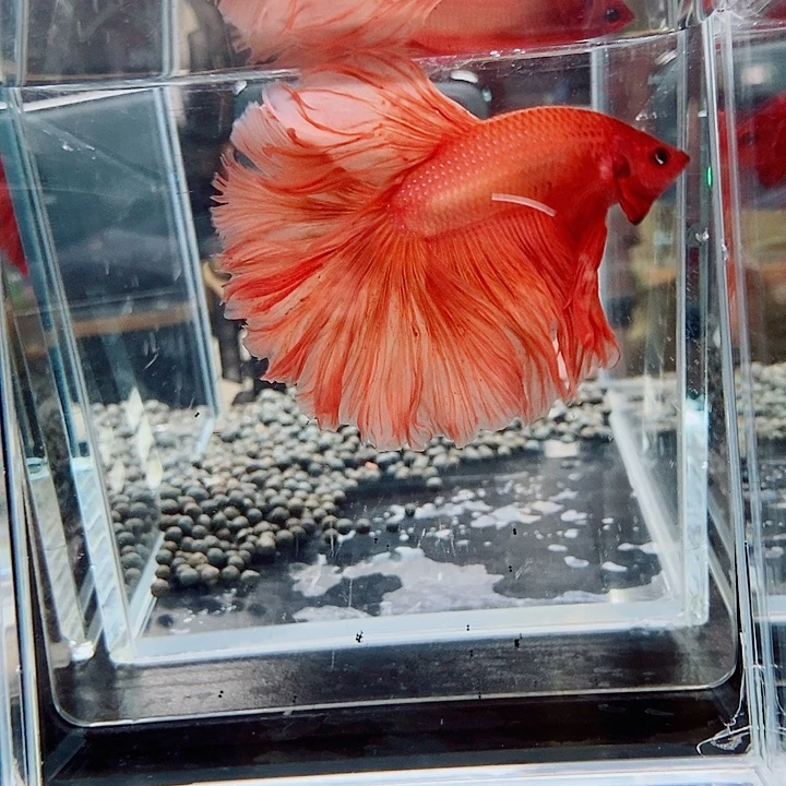 斗鱼黑205号judiuby
