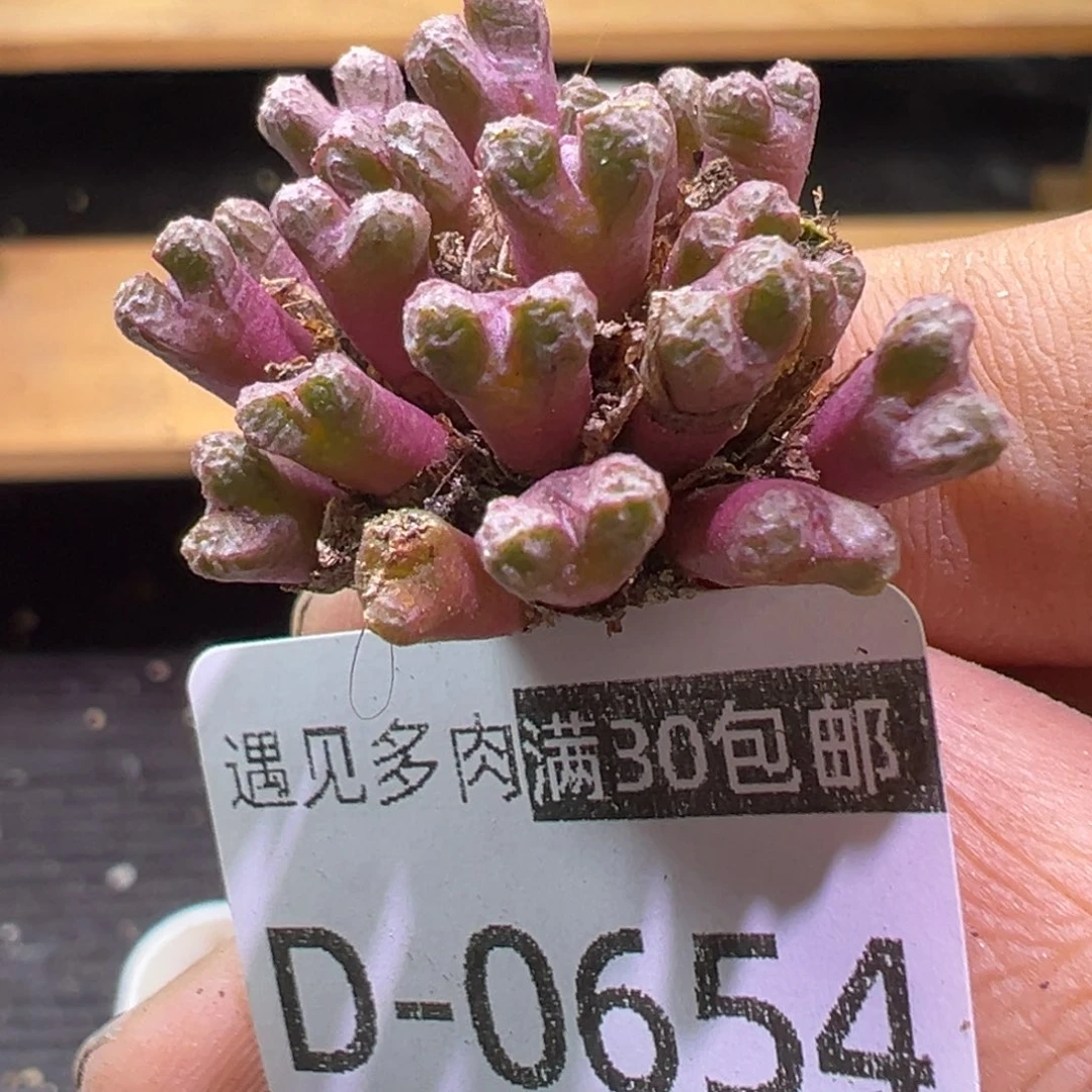 多肉植物1111111111