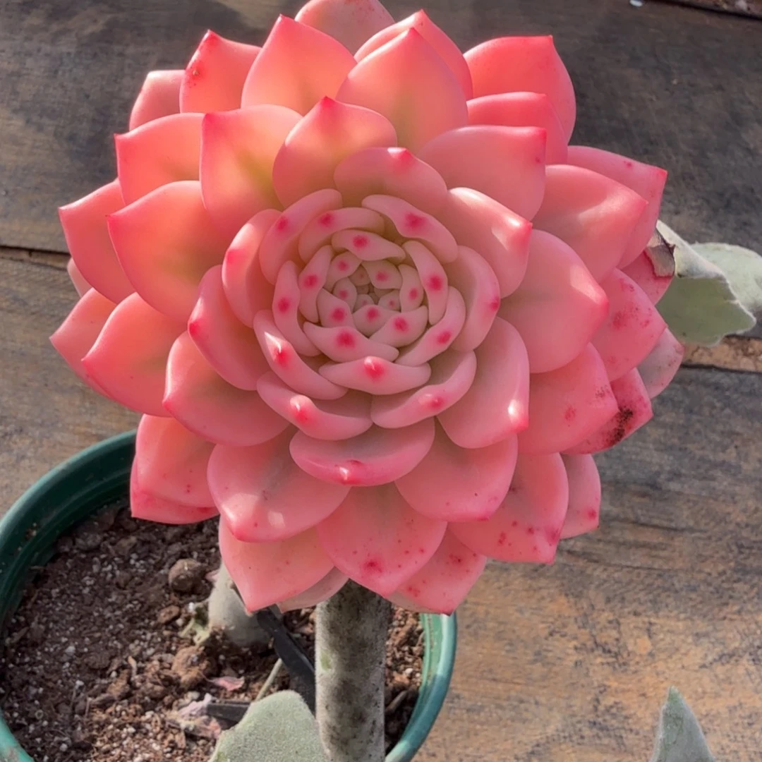 爱丽尔宽锦锦上园艺有一物一拍