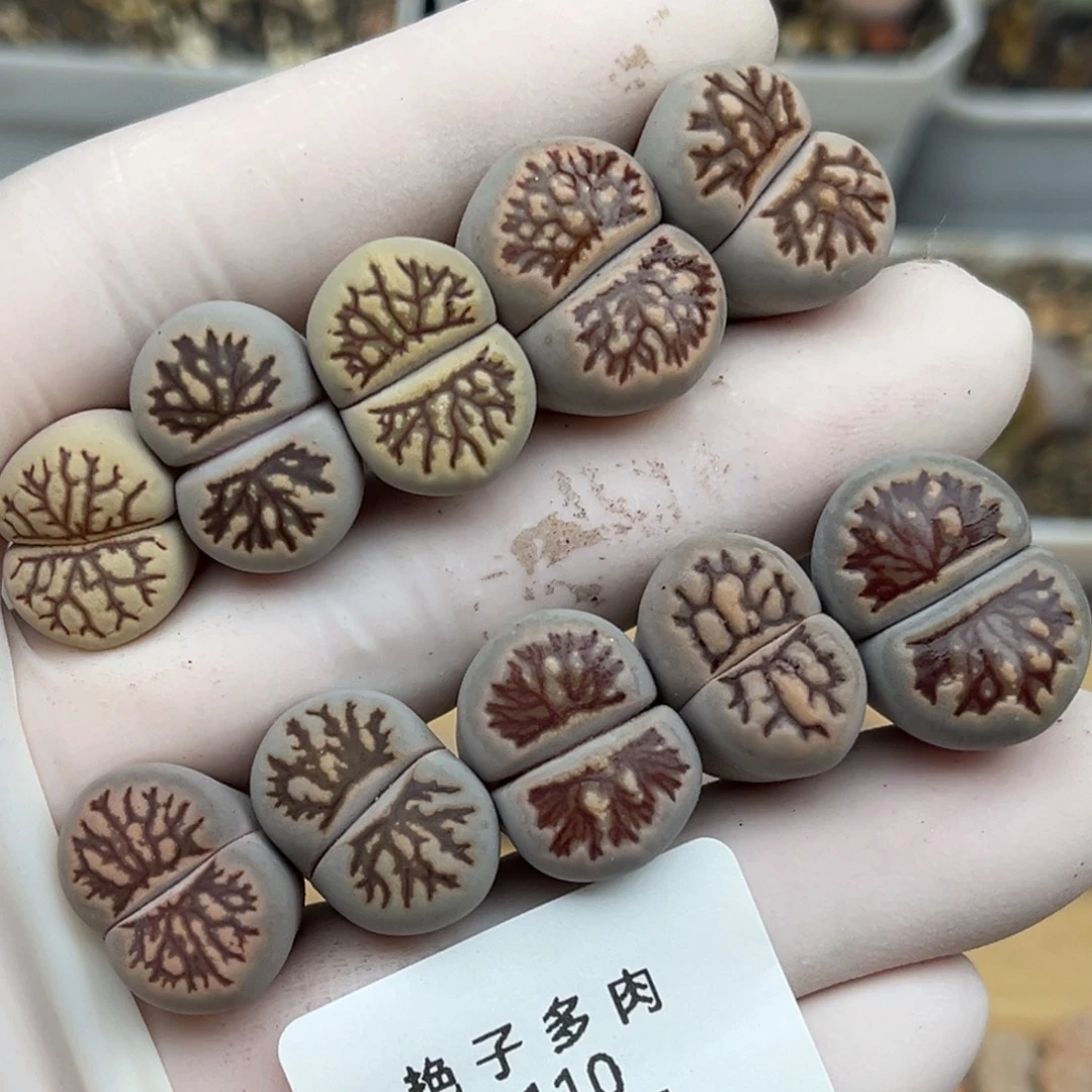 2110号一首彩色菊化石