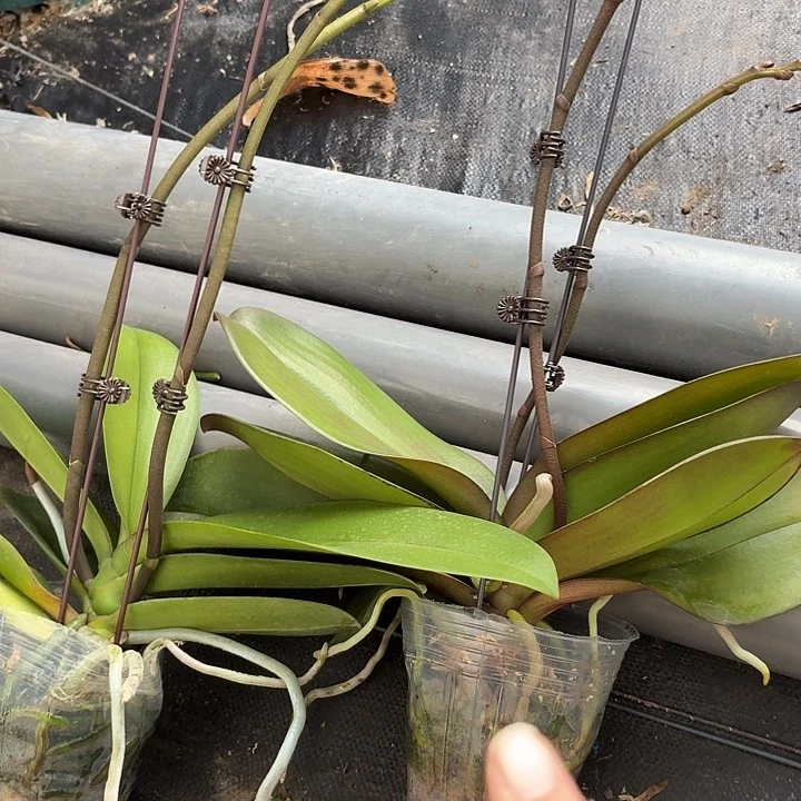 完全开放柠檬加豆蔻各一颗