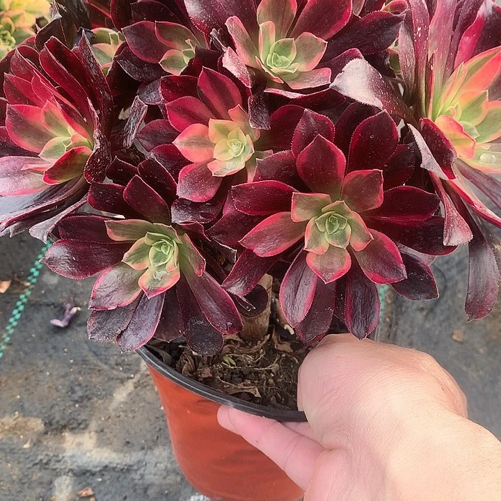 855金斯雀多肉植物