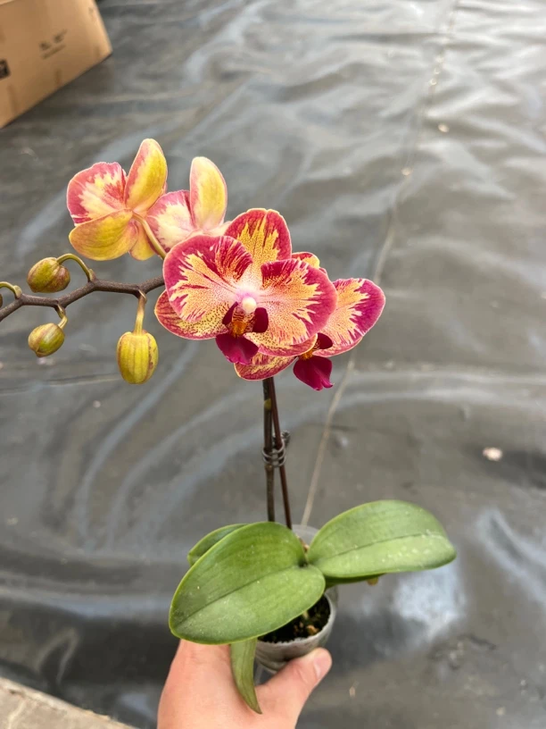 鲜花《爸爸加油》蝴蝶兰云南源头基地直发