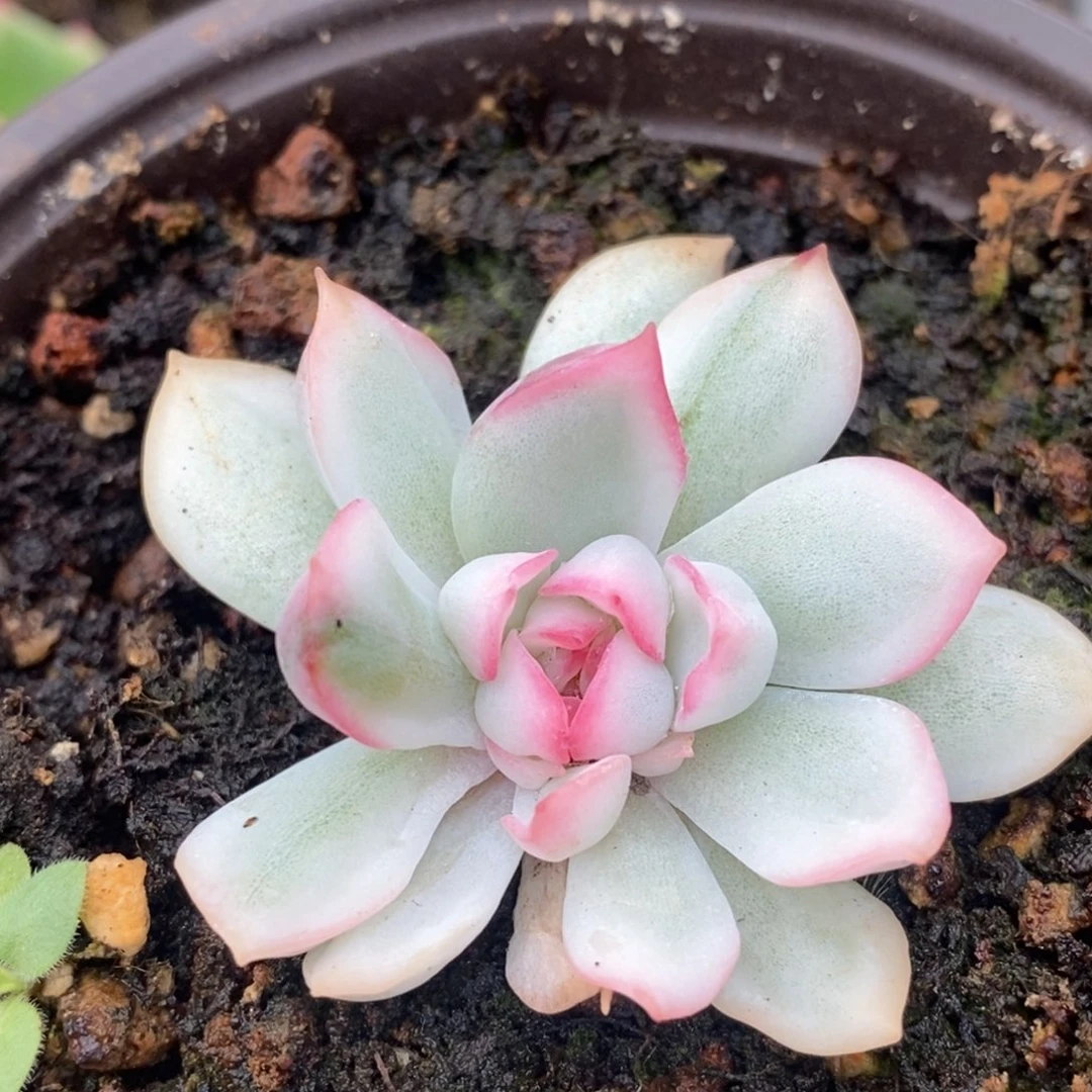 雨燕座哈哈哈哈哈
