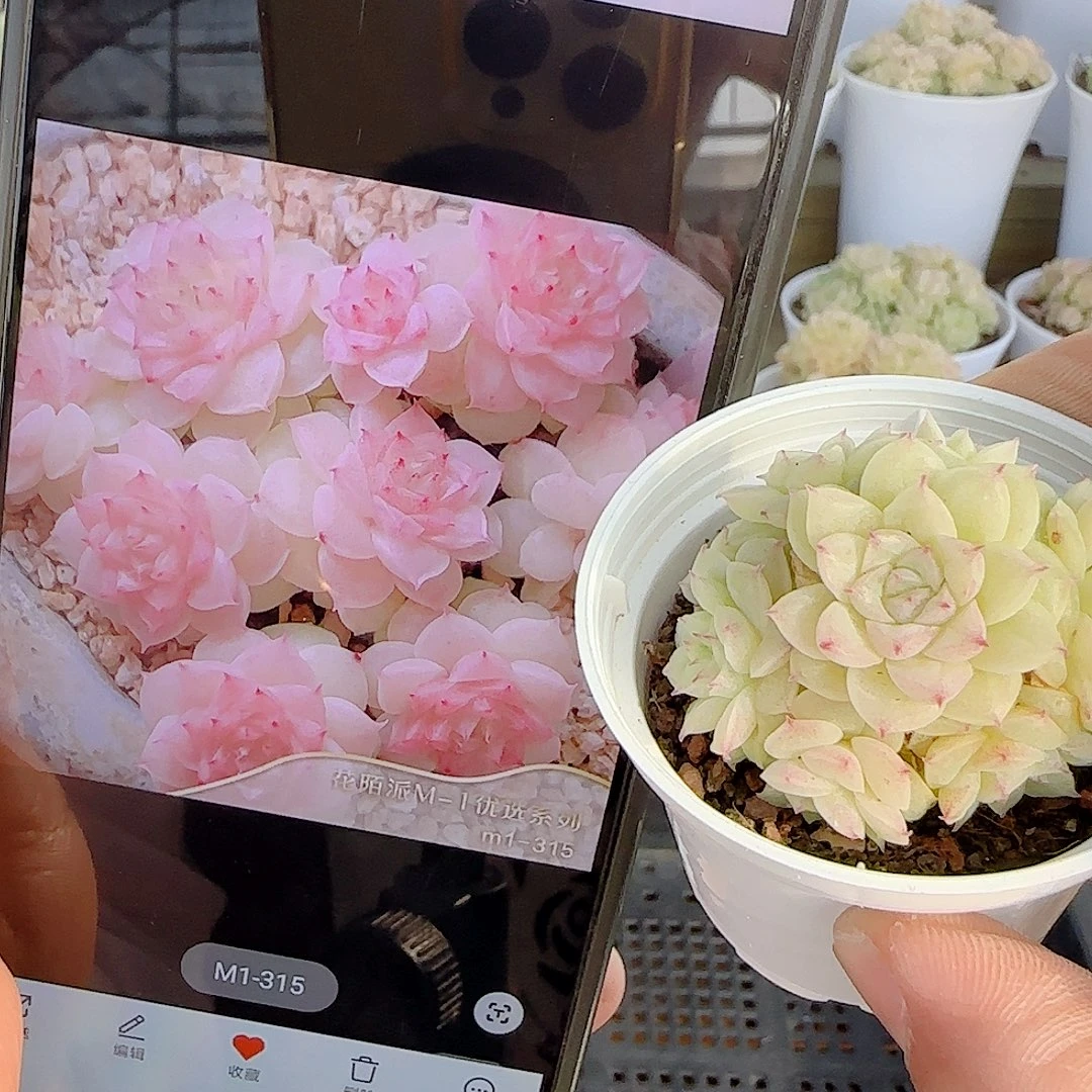 1111-123（m1-315）优选