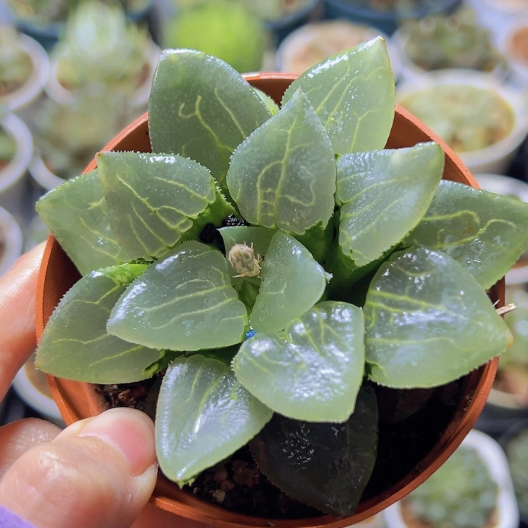 沁影克玉露多肉一颗