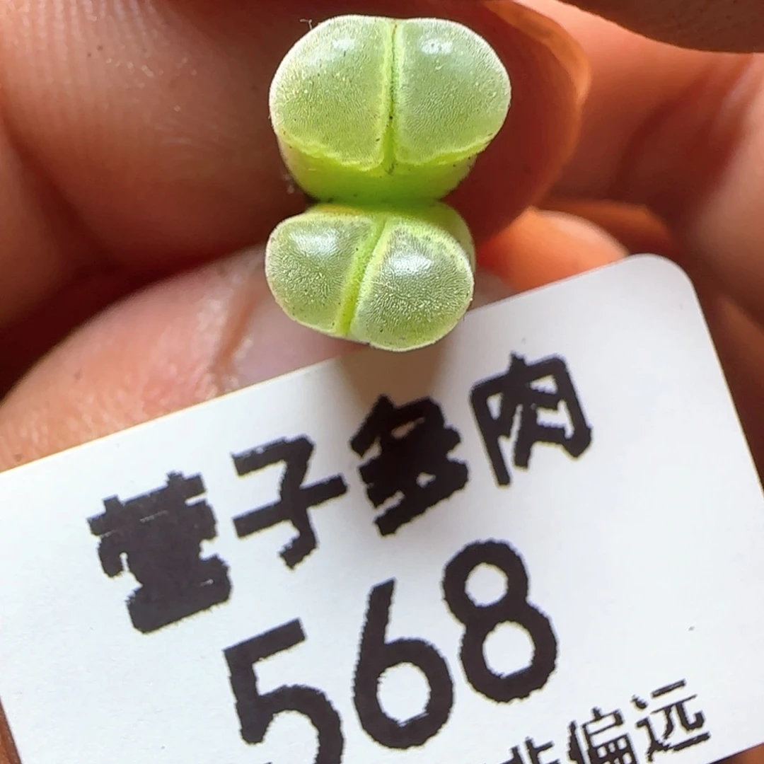 天鹅绒福利双头。