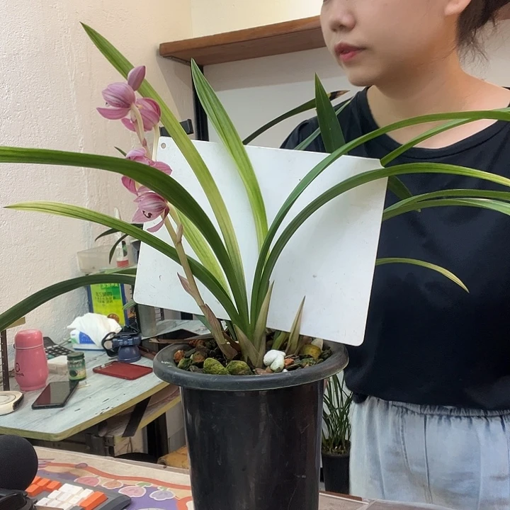 完全开放丹宫玉荷裸根发货