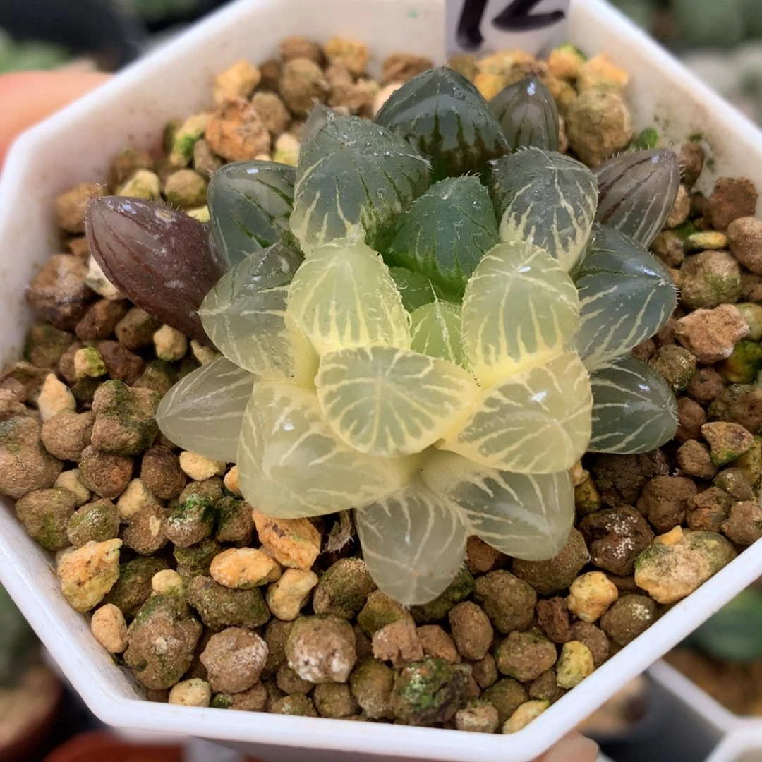 巨大痴线玉露锦，带盆