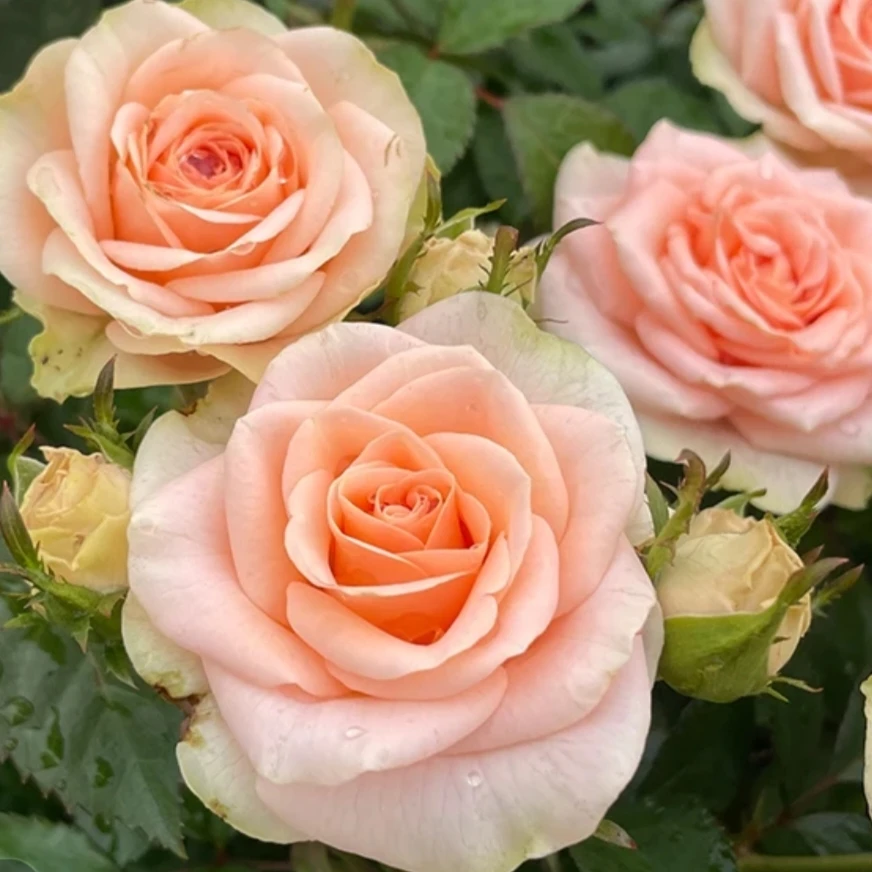 【花仙子】缤纷独颗耐热复色月季盆栽