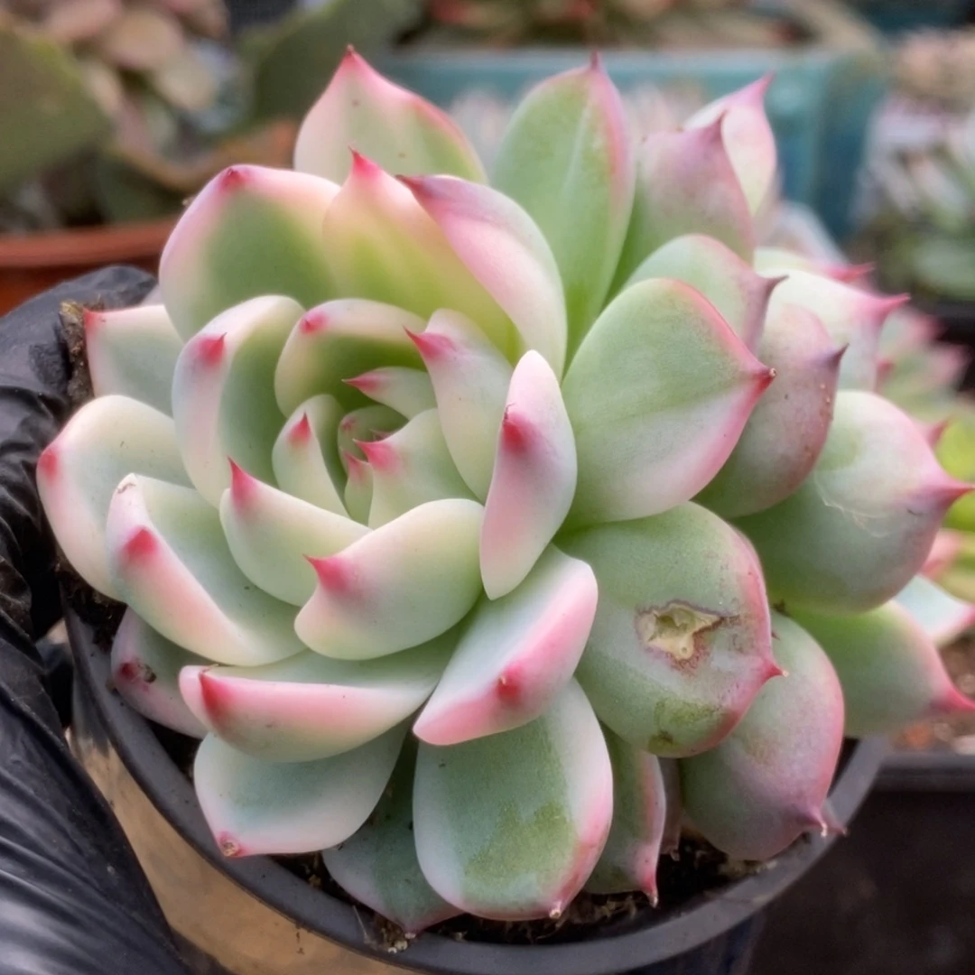 030锦锦锦锦锦锦锦