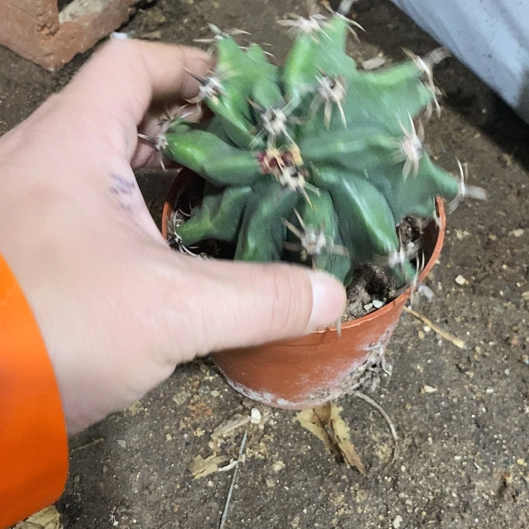 随***缘雎鸠玉一个。