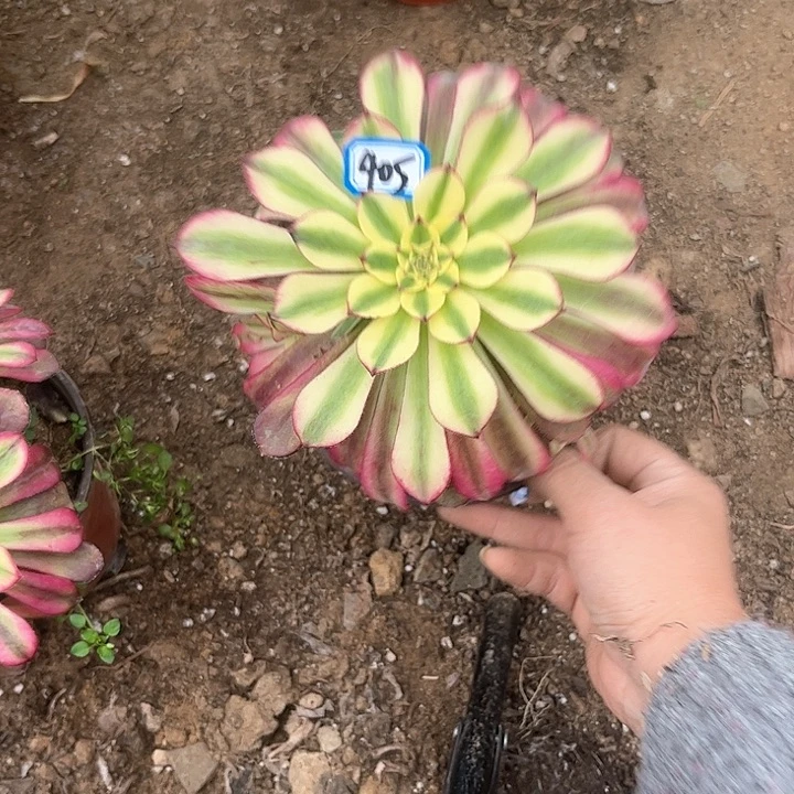 一物一拍多肉青鸟405