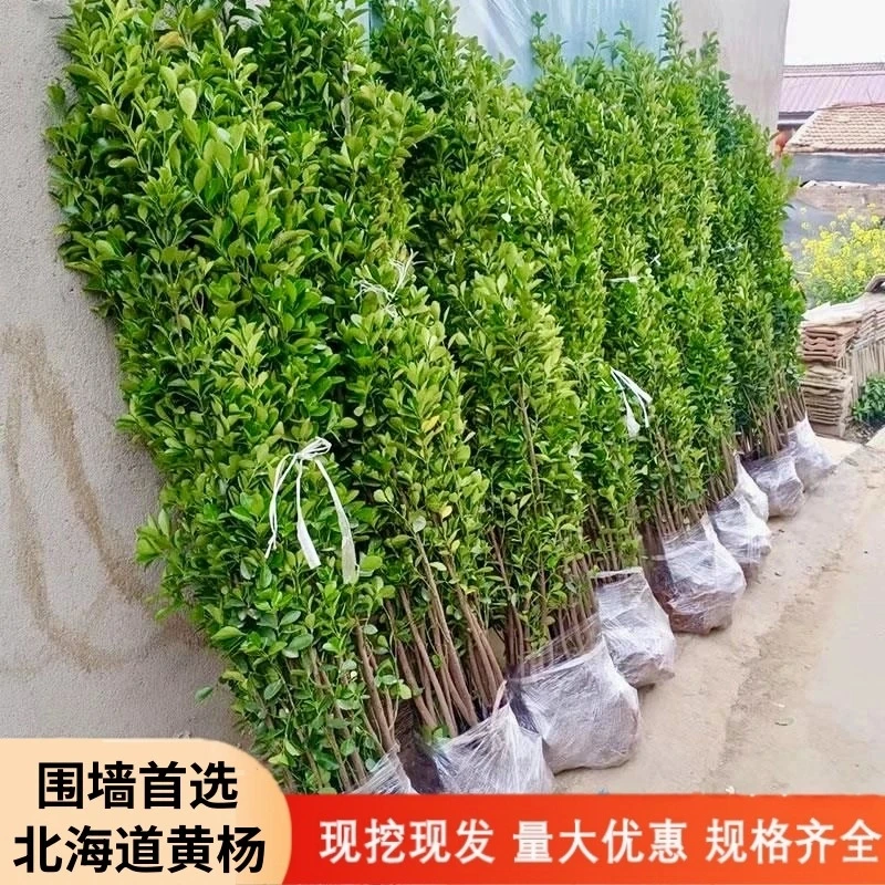 耐旱北海道黄杨苗冬青树苗四季常青室外庭院围墙篱笆绿篱植物耐寒