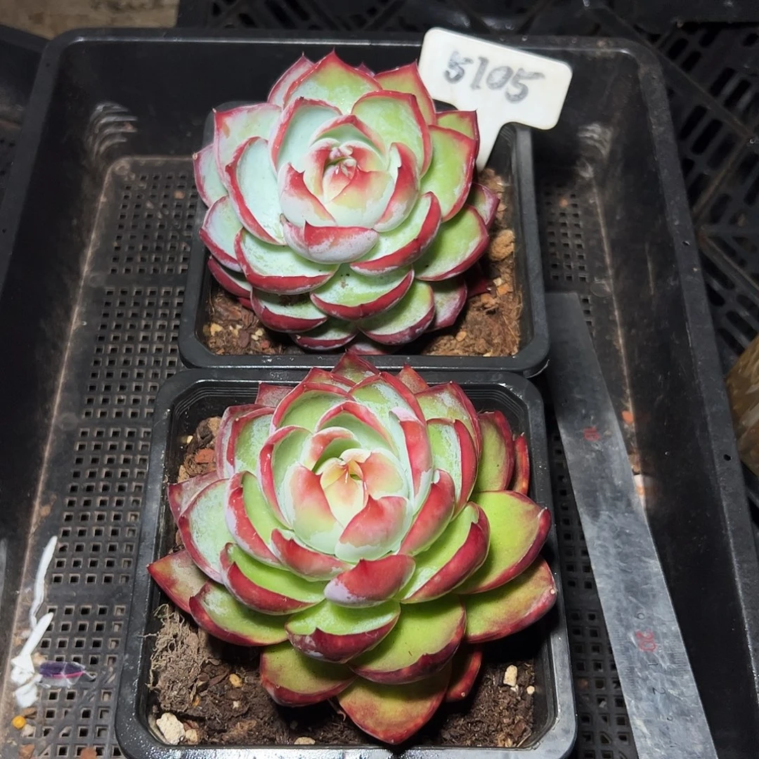 惊鸿仙子两颗5105号