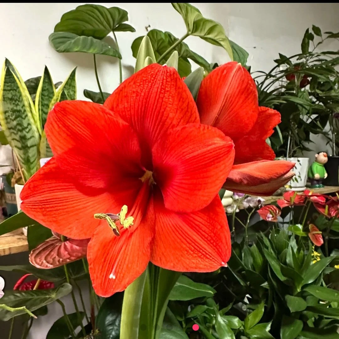 进口朱顶红开花球 橙色赛维30-32采收规格实际偏小